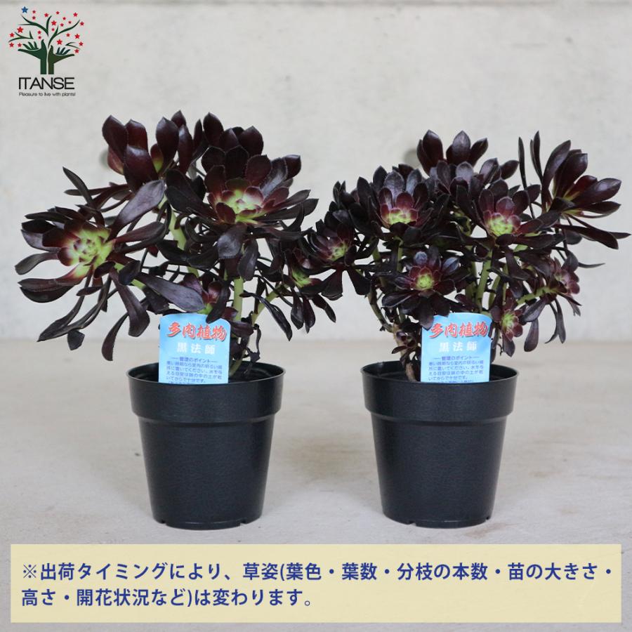 ITANSE 黒法師 (クロホウシ) 多肉植物 3.5号ポット お買い得4個セット