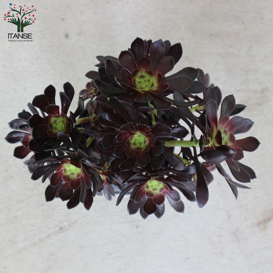 ITANSE 黒法師 (クロホウシ) 多肉植物 3.5号ポット お買い得4個セット