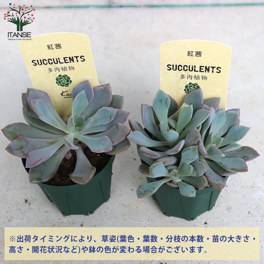 ITANSE エケベリア ・紅茜 多肉植物 2.5号鉢 1個売り インテリア