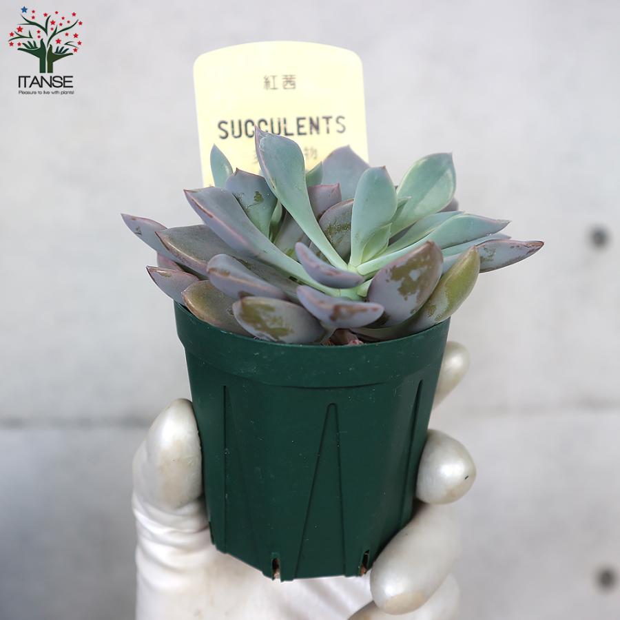 ITANSE エケベリア ・紅茜 多肉植物 2.5号鉢 1個売り インテリア