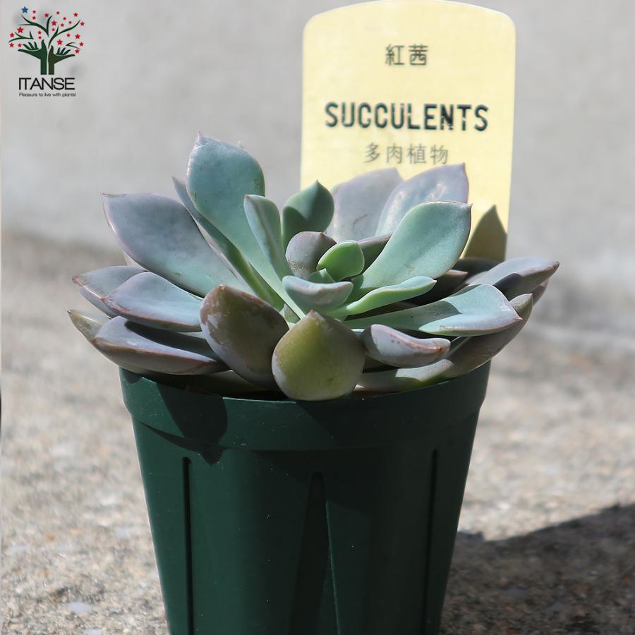 spicygem×鶴仙園 - studs cylinder 鉢 スパイシージェム