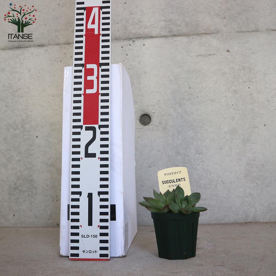 サエナクラエナ作【クリスマスイブにて】 🐣🐣🐣 ＼シマエナガちゃん一家🏠 クリスマスver🎄／ ボクたちの