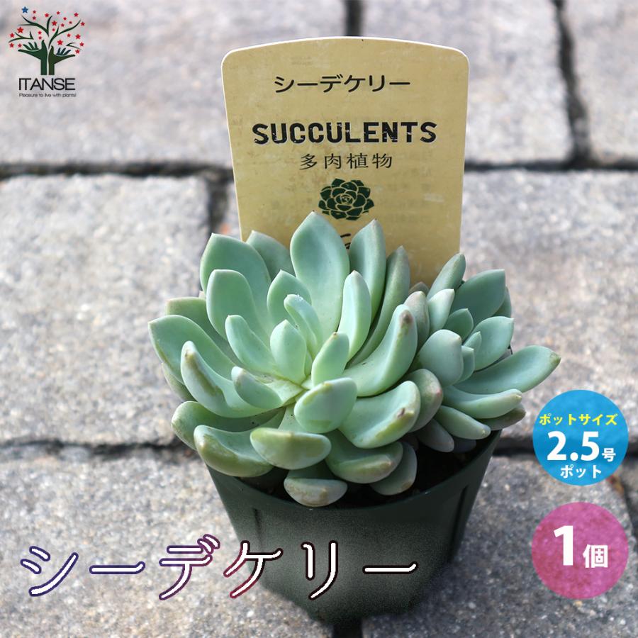 ITANSE シーデケリー 多肉植物 2.5号鉢 1個売り インテリア オブジェ