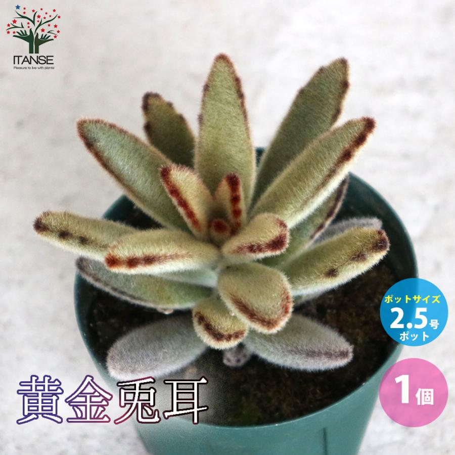 ITANSE 黄金兎耳 多肉植物 2.5号鉢 1個売り インテリア オブジェ 新