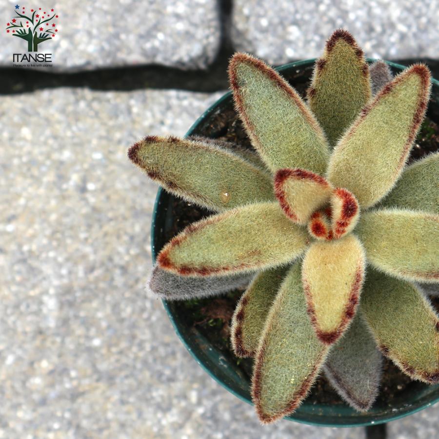ITANSE 黄金兎耳 多肉植物 2.5号鉢 1個売り インテリア オブジェ 新