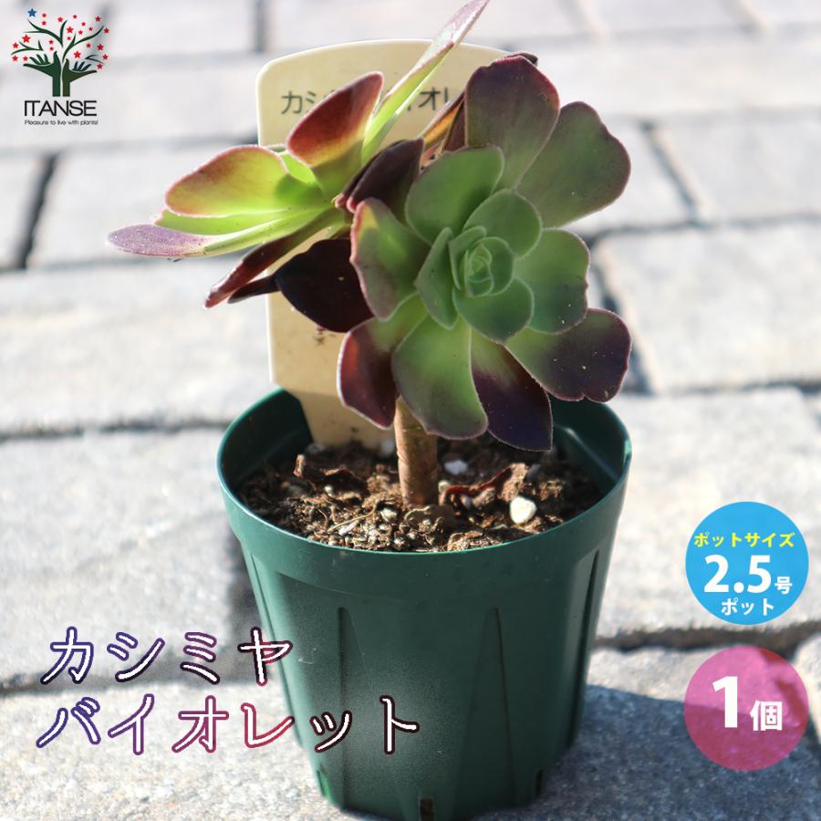 ITANSE アエオニウム・カシミヤバイオレット 多肉植物 2.5号鉢 1個売り