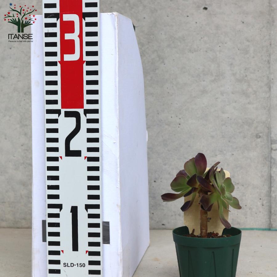 ITANSE アエオニウム・カシミヤバイオレット 多肉植物 2.5号鉢 1個売り