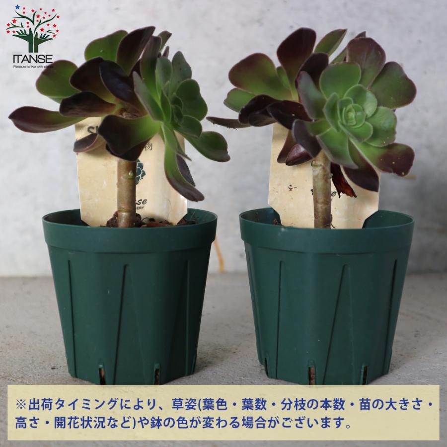 ITANSE アエオニウム・カシミヤバイオレット 多肉植物 2.5号鉢 1 ITANSE アエオニウム・カシミヤバイオレット 多肉植物 2.5号鉢 1