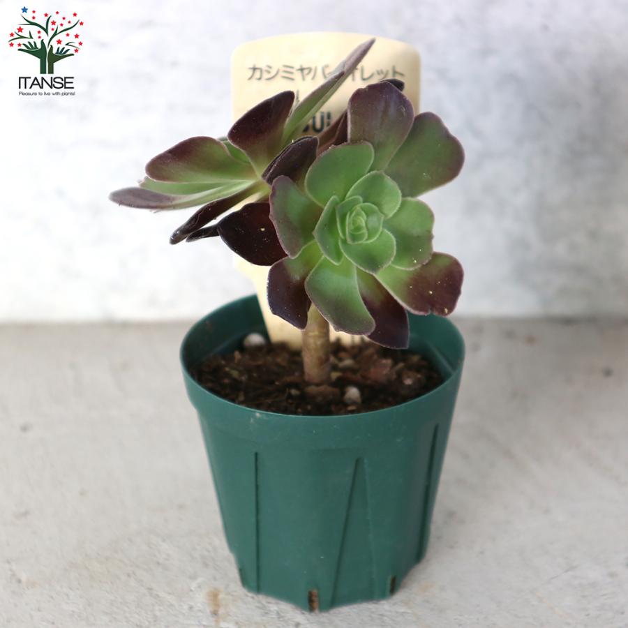 ITANSE アエオニウム・カシミヤバイオレット 多肉植物 2.5号鉢 1個売り