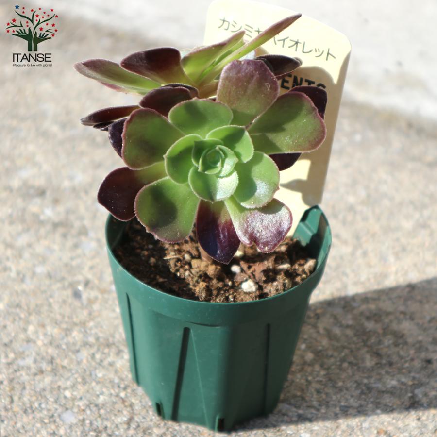 ITANSE アエオニウム・カシミヤバイオレット 多肉植物 2.5号鉢 1 ITANSE アエオニウム・カシミヤバイオレット 多肉植物 2.5号鉢 1