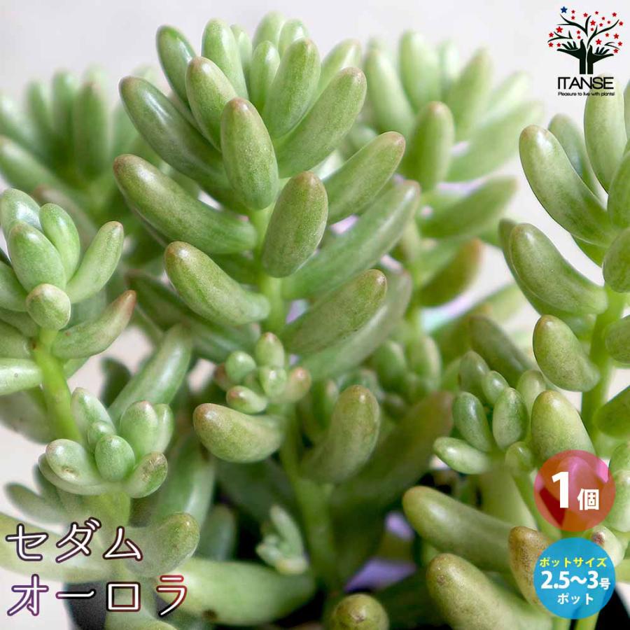 ✿多肉植物・オーロラ✿ オーロラの育て方｜水やりや植え替えは必要？｜🍀GreenSnap（グリーン