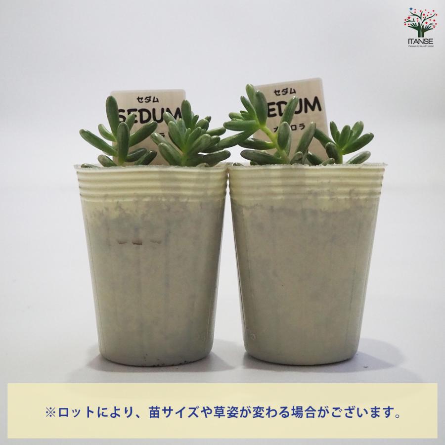 ITANSE セダム オーロラ 多肉植物 2.5〜3号ポット 1個売り インテリア