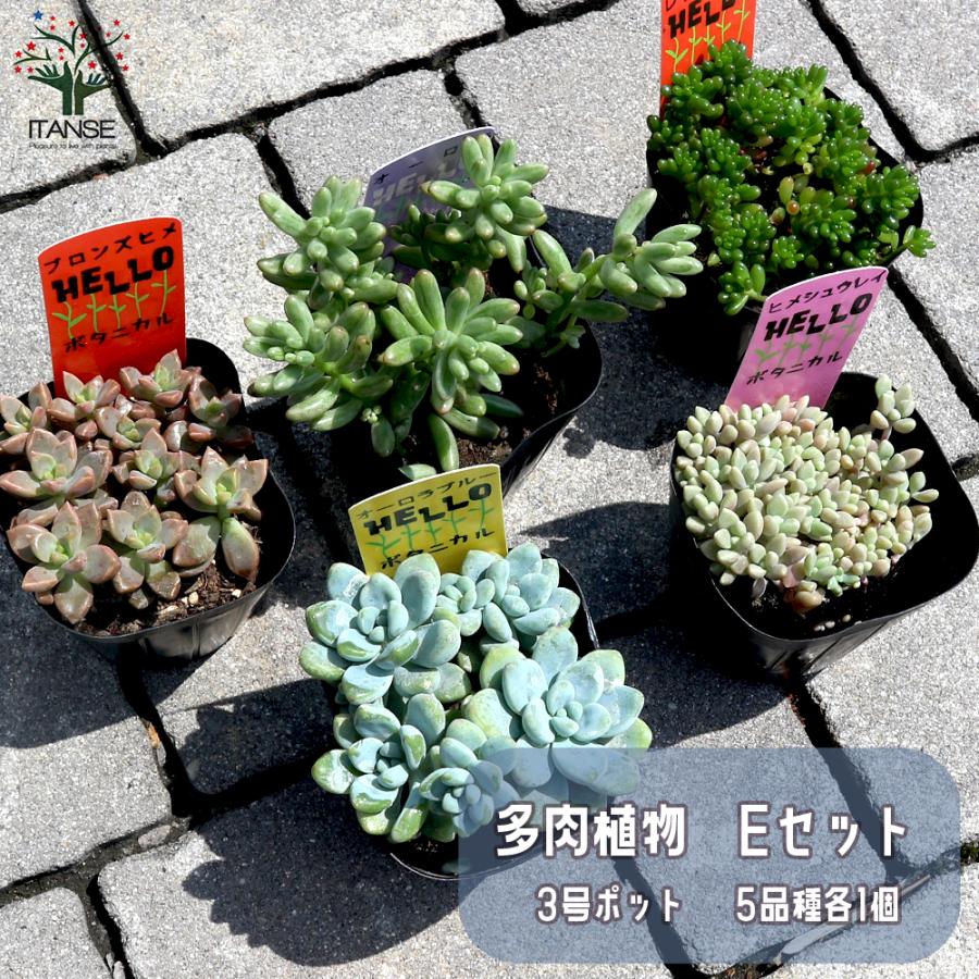 多肉植物 Eセット ヒメシュウレイ セダム オーロラ セダム オーロラブルー ブロンズ姫 レッドベリー 各1個セット 3号ポット 送料無料 Tan 野菜苗 植物 青果物販売のitanse 通販 Yahoo ショッピング