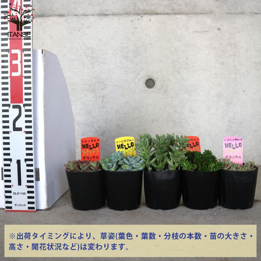 多肉植物 Eセット ヒメシュウレイ セダム オーロラ セダム オーロラブルー ブロンズ姫 レッドベリー 各1個セット 3号ポット 送料無料 Tan 野菜苗 植物 青果物販売のitanse 通販 Yahoo ショッピング