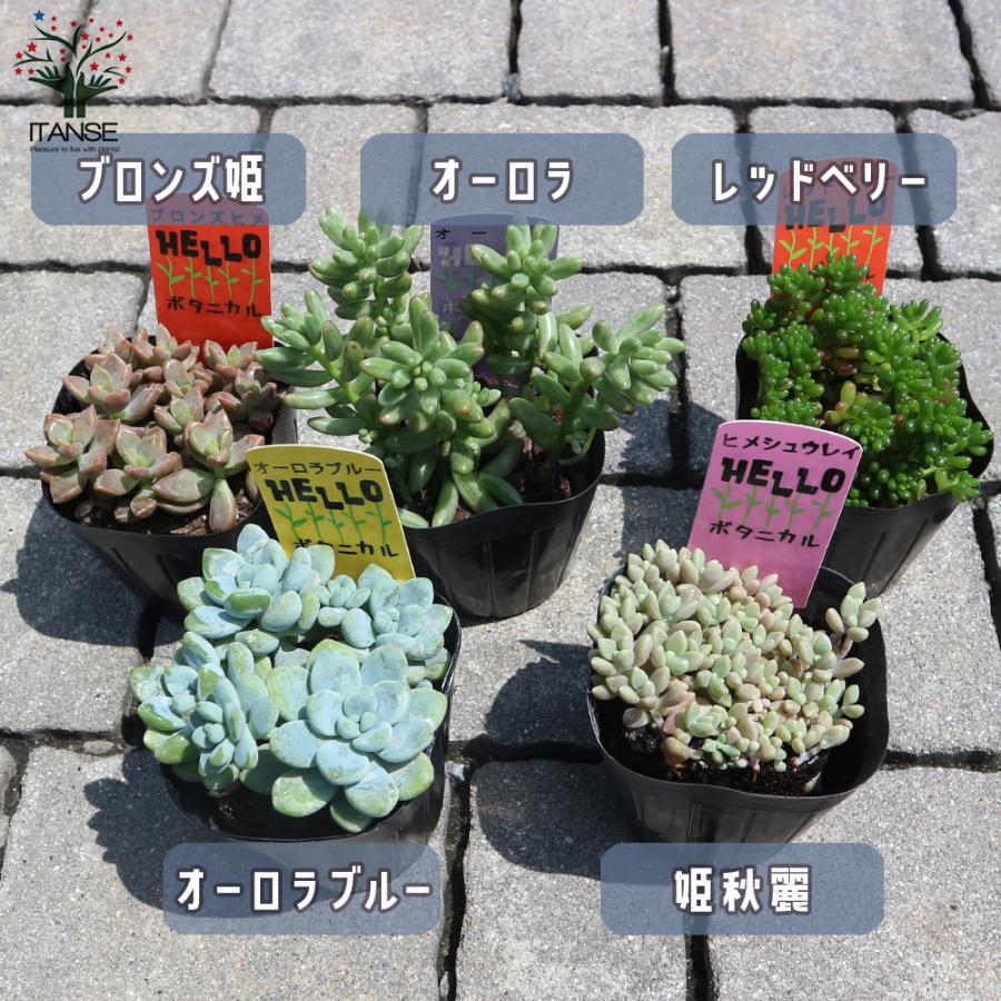 多肉植物 Eセット ヒメシュウレイ セダム オーロラ セダム オーロラブルー ブロンズ姫 レッドベリー 各1個セット 3号ポット 送料無料 Tan 野菜苗 植物 青果物販売のitanse 通販 Yahoo ショッピング