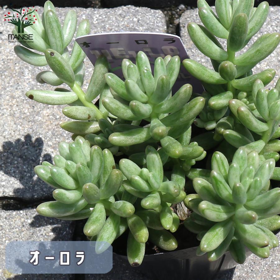 多肉植物 Eセット ヒメシュウレイ セダム オーロラ セダム オーロラブルー ブロンズ姫 レッドベリー 各1個セット 3号ポット 送料無料 Tan 野菜苗 植物 青果物販売のitanse 通販 Yahoo ショッピング