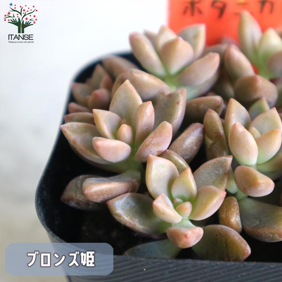 多肉植物 Eセット ヒメシュウレイ セダム オーロラ セダム オーロラブルー ブロンズ姫 レッドベリー 各1個セット 3号ポット 送料無料 Tan 野菜苗 植物 青果物販売のitanse 通販 Yahoo ショッピング