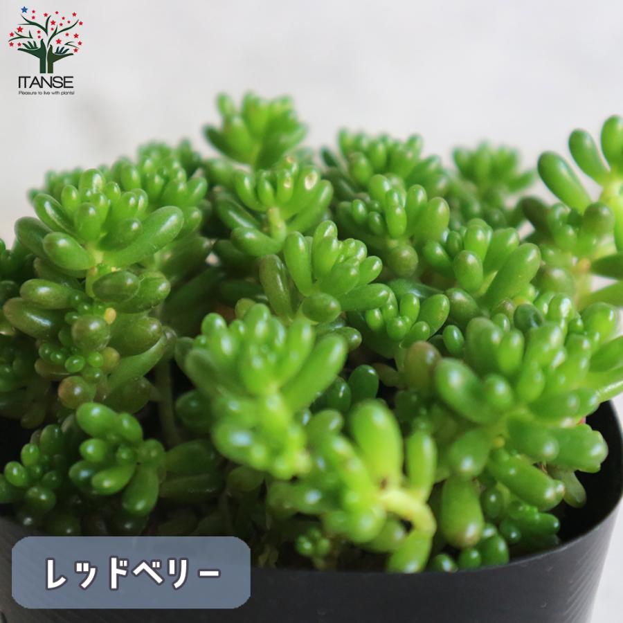 多肉植物 Eセット ヒメシュウレイ セダム オーロラ セダム オーロラブルー ブロンズ姫 レッドベリー 各1個セット 3号ポット 送料無料 Tan 野菜苗 植物 青果物販売のitanse 通販 Yahoo ショッピング