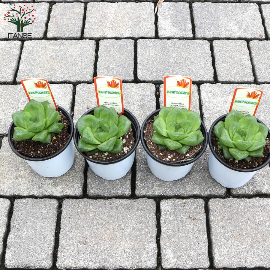 Oriolus Monachaa（ほぼ新品） Oriolus Monachaa｜新品通販フジヤエービック