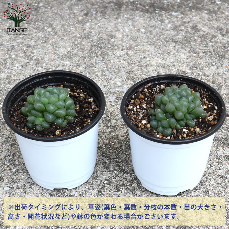 ITANSE ハオルチア・オブツーサ 多肉植物 3.5号ポット 1個売り