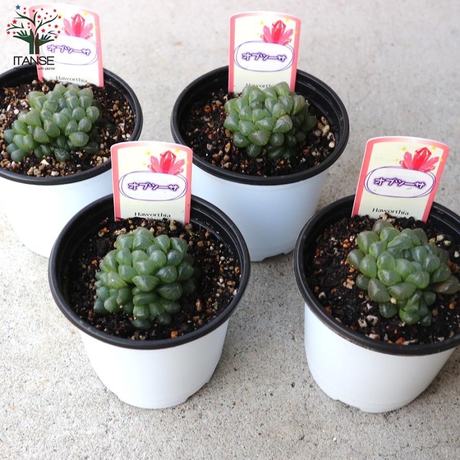 ITANSE ハオルチア・オブツーサ 多肉植物 3.5号ポット 1個売り