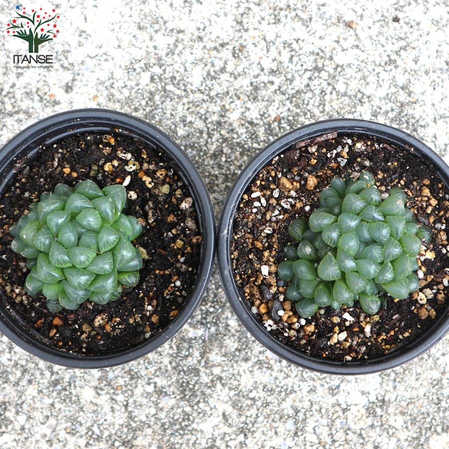 ITANSE ハオルチア・オブツーサ 多肉植物 3.5号ポット お買い得4個