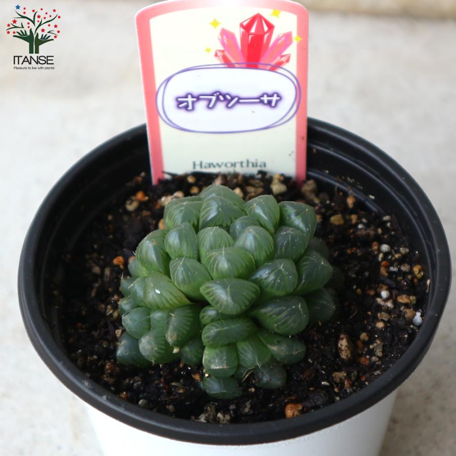 多肉植物　ハオルチア　オブツーサ 多肉植物：ハオルチア オブツーサ キャッツアイ*M 幅6cm : 遊恵
