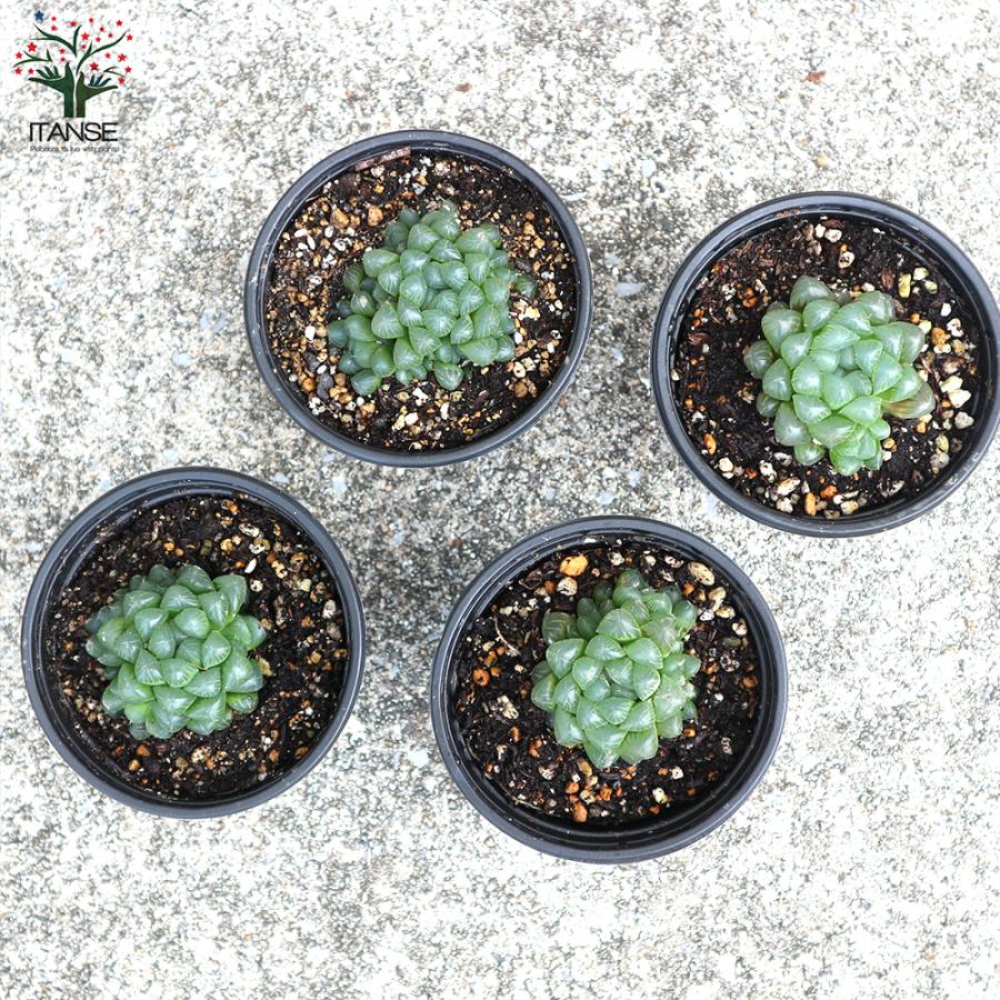 ITANSE ハオルチア・オブツーサ 多肉植物 3.5号ポット お買い得4個