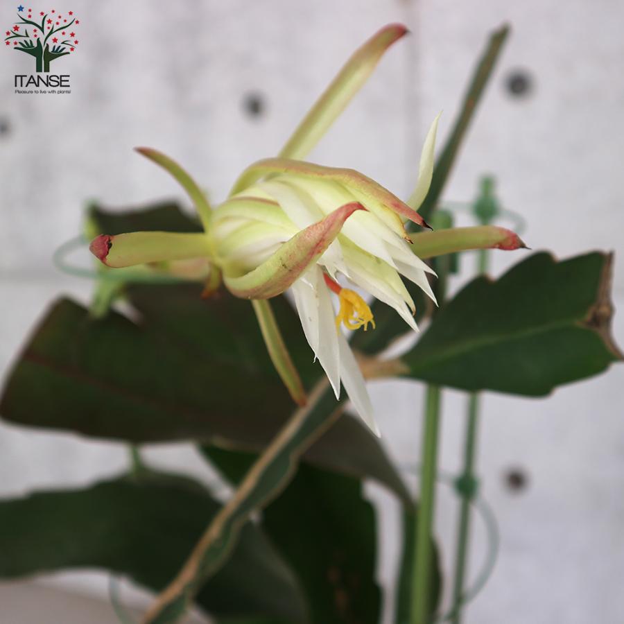 【開花見込みあり】月下美人 苗 楽天市場】月下美人苗とても珍しい花月下美人大株 : 園芸百貨店何でも