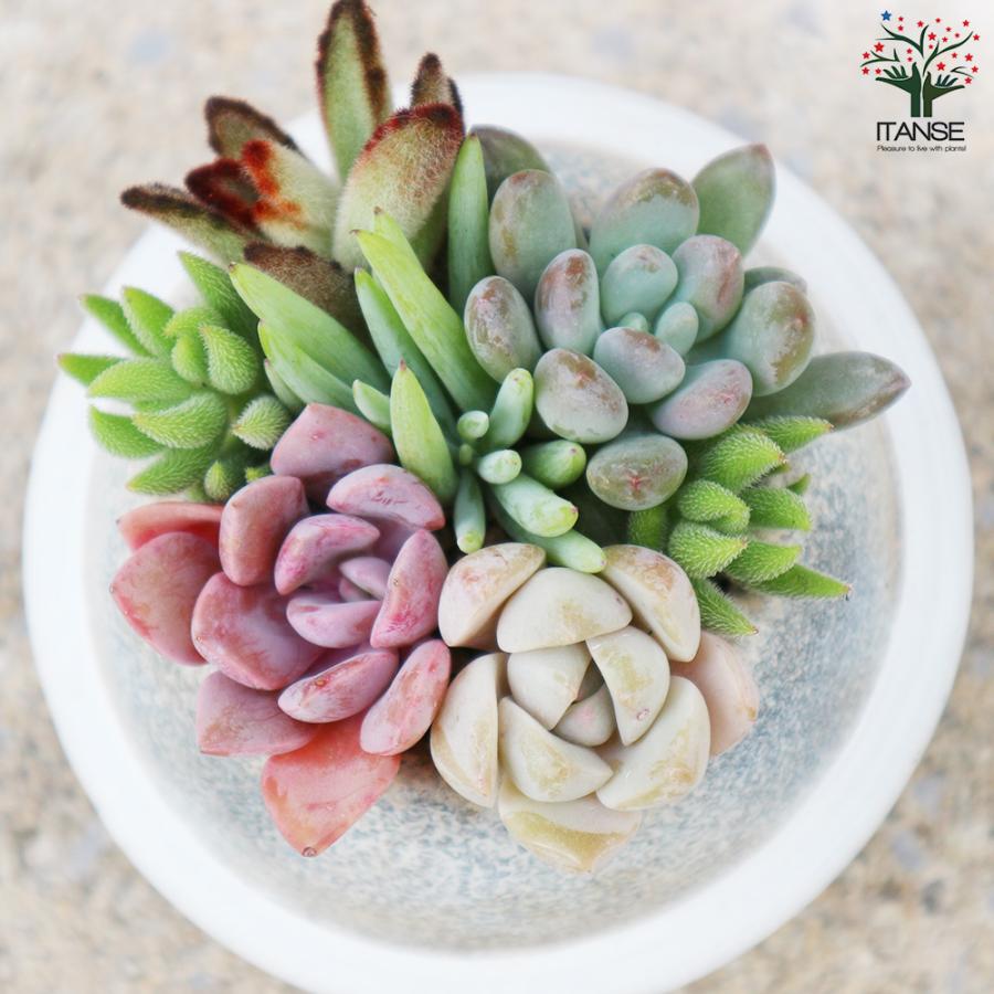 多肉寄せ植え プラネット 多肉植物 グレー/1個売り 寄せ植え