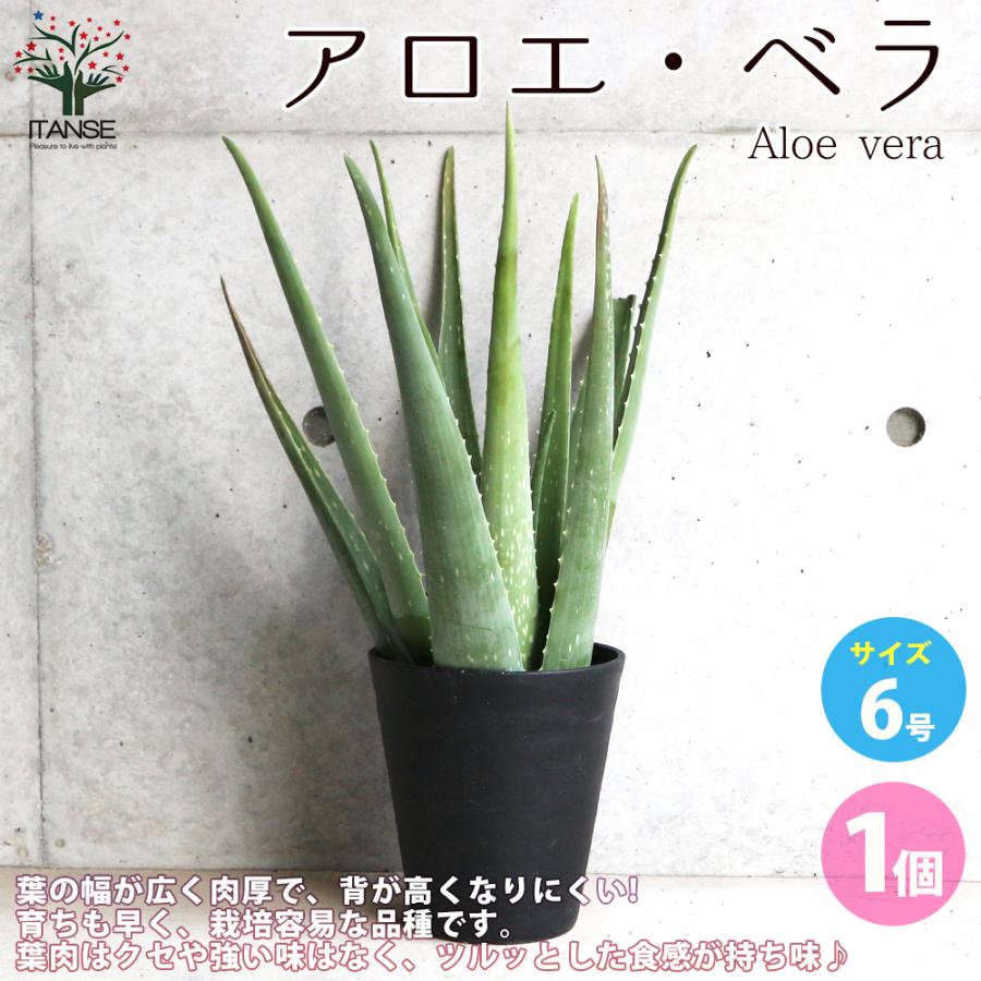 ITANSE アロエ ベラ 多肉植物 6号鉢 1個売り インテリア オブジェ 新