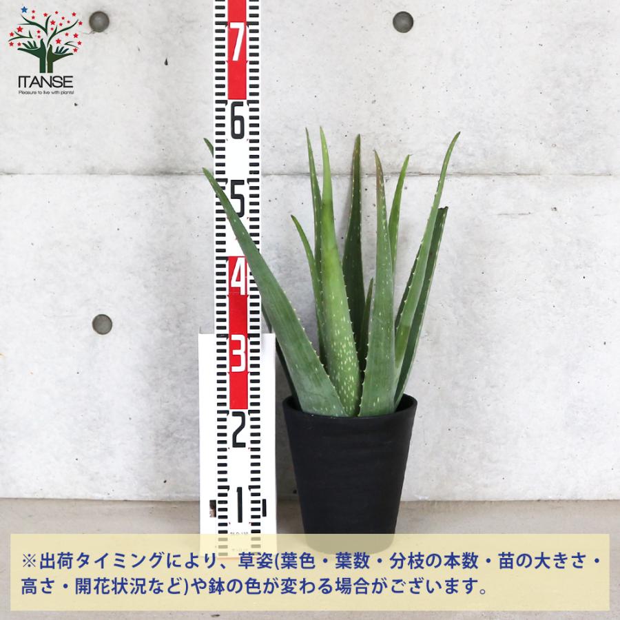 Unicity 1個　アロエ　ベラ Amazon | ユニシティ アロエベラ 50カプセル | アロエベラ