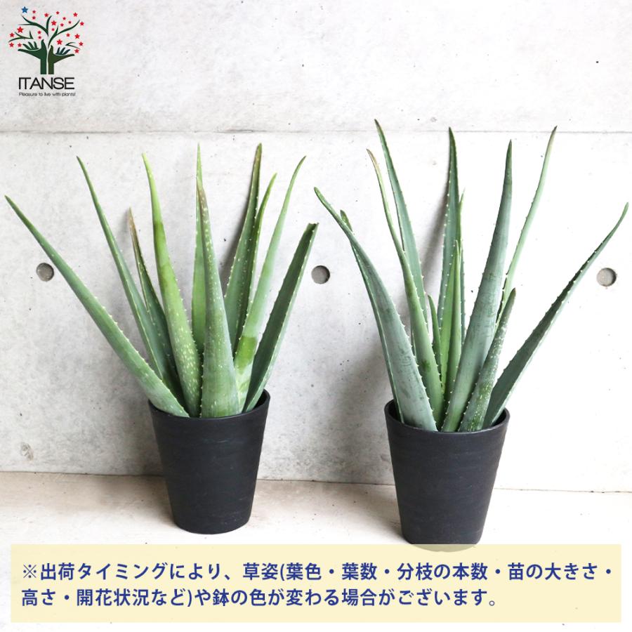 ITANSE アロエ ベラ 多肉植物 6号鉢 1個売り インテリア オブジェ 新