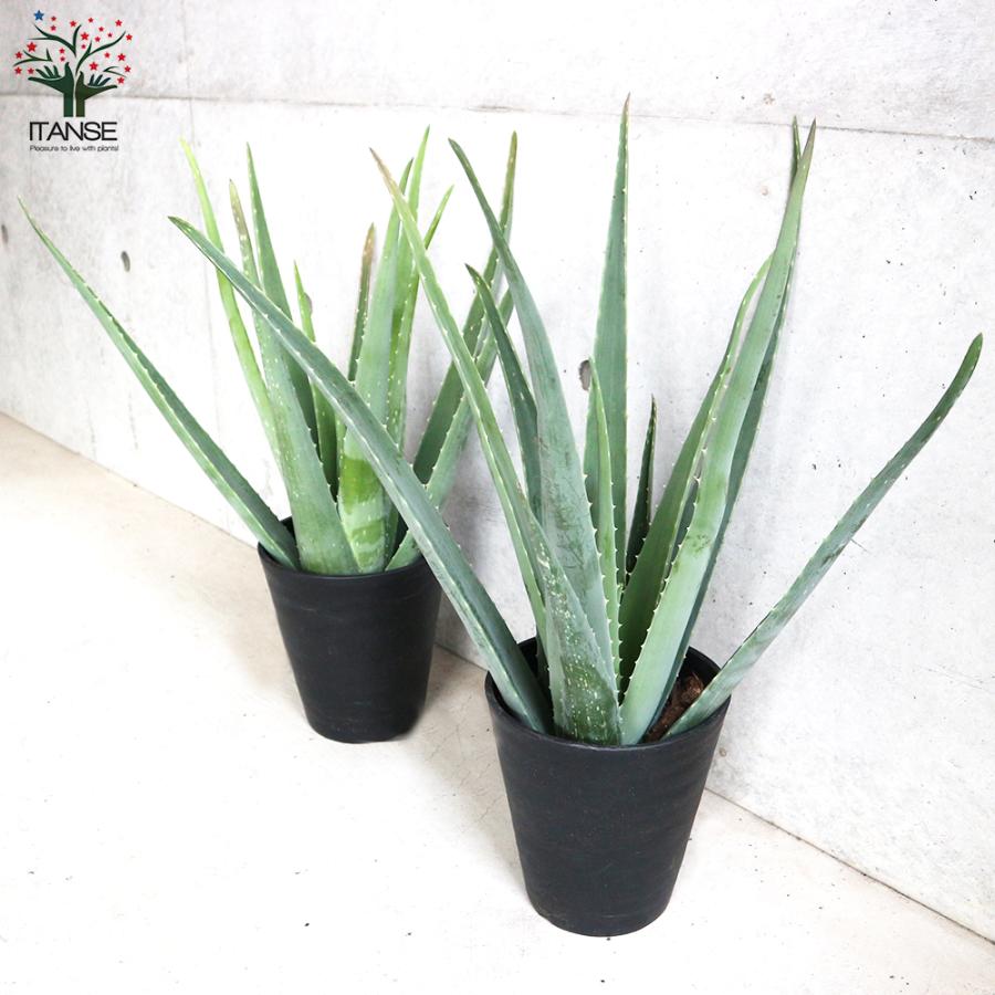 ITANSE アロエ ベラ 多肉植物 6号鉢 1個売り インテリア オブジェ 新