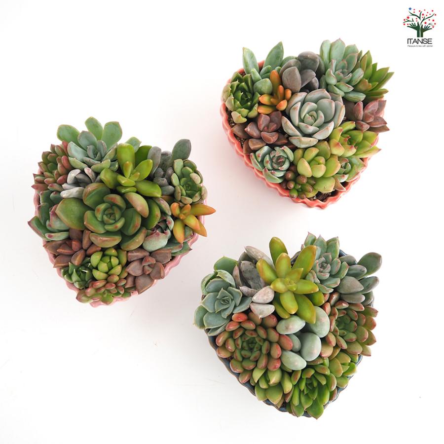 ITANSE 多肉植物 寄せ植え ハート鉢 1個売り インテリア オブジェ 新