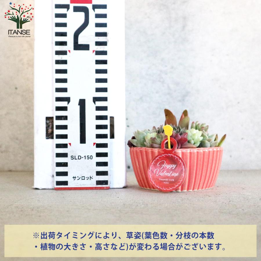 ITANSE 多肉植物 寄せ植え ハート鉢 1個売り インテリア オブジェ 新