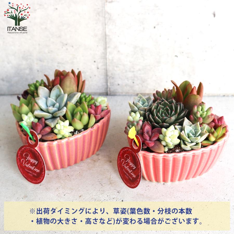 ITANSE 多肉植物 寄せ植え ハート鉢 1個売り インテリア オブジェ 新