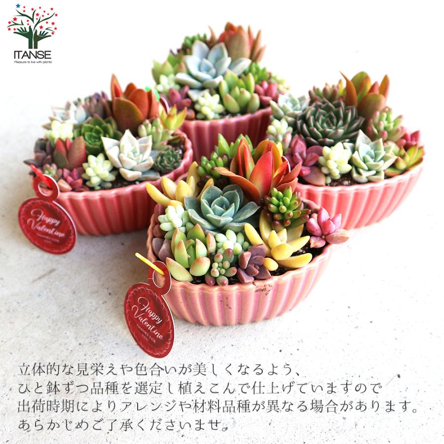 ITANSE 多肉植物 寄せ植え ハート鉢 1個売り インテリア オブジェ 新