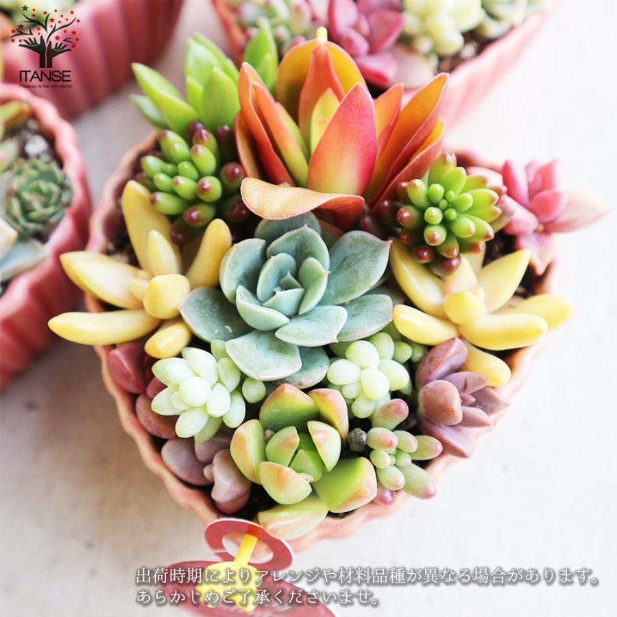 ITANSE 多肉植物 寄せ植え ハート鉢 1個売り インテリア オブジェ 新