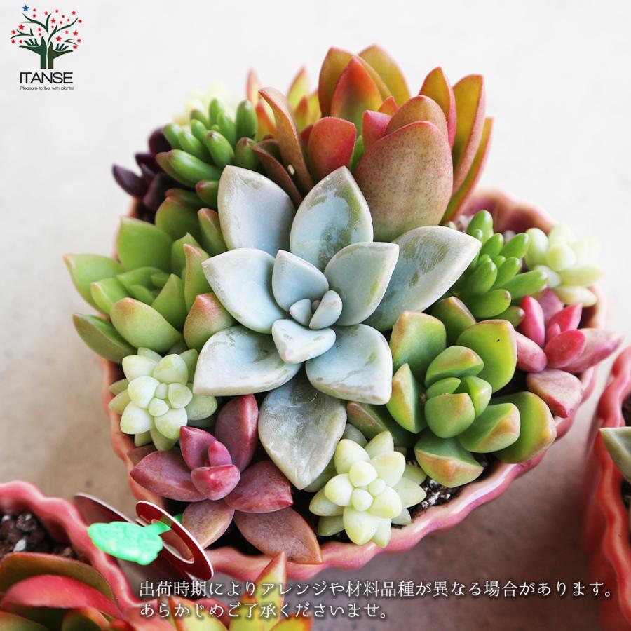 ITANSE 多肉植物 寄せ植え ハート鉢 1個売り インテリア オブジェ 新