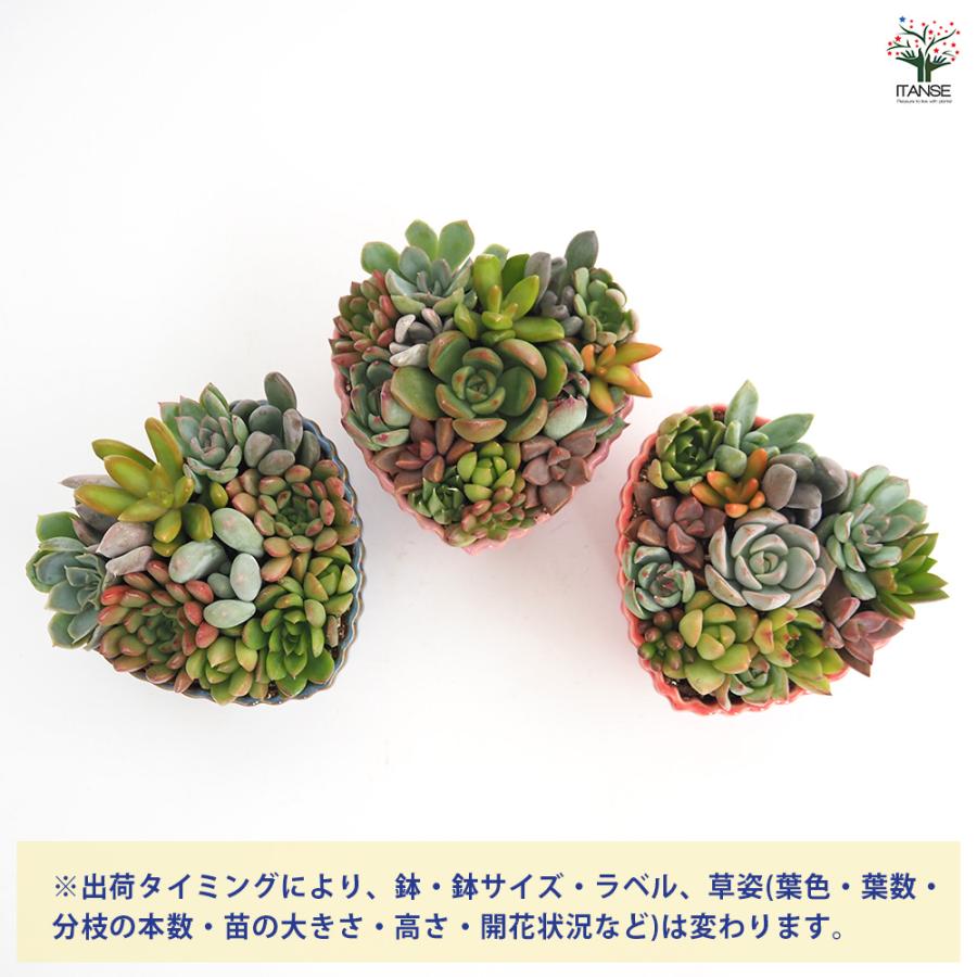 ITANSE 多肉植物 寄せ植え ハート鉢 1個売り インテリア オブジェ 新