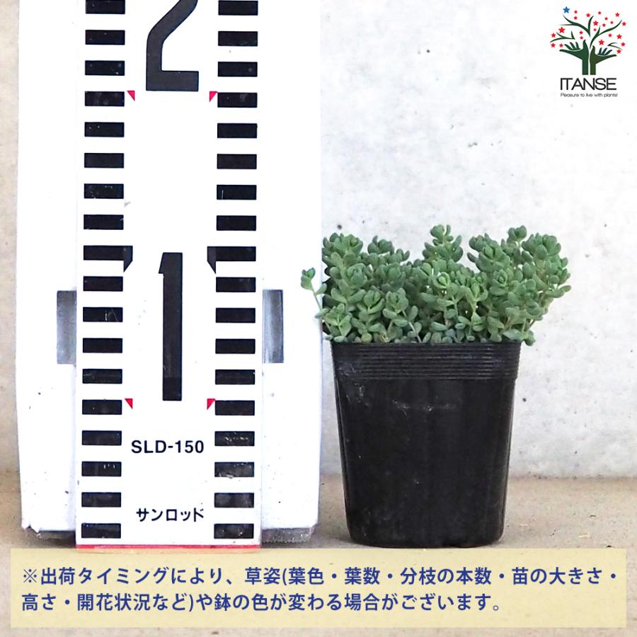 【31日8時迄】多肉セダム　パープルヘイズ　乙女心　紅稚児　コミックトム 31日8時迄】多肉セダム パープルヘイズ 乙女心 紅稚児 コミックトム