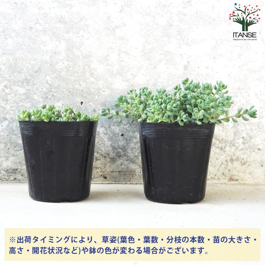 ITANSE セダム パープルヘイズ 多肉植物 2.5〜3号ポット/1個売り