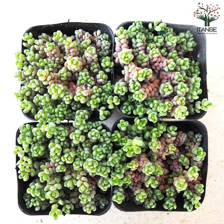 【10カット】セダム『パープルヘイズ』根なし　1〜1.5㌢程 とても小さい 10カット】セダム『パープルヘイズ』根なし 1〜1.5㌢程 とても小さい