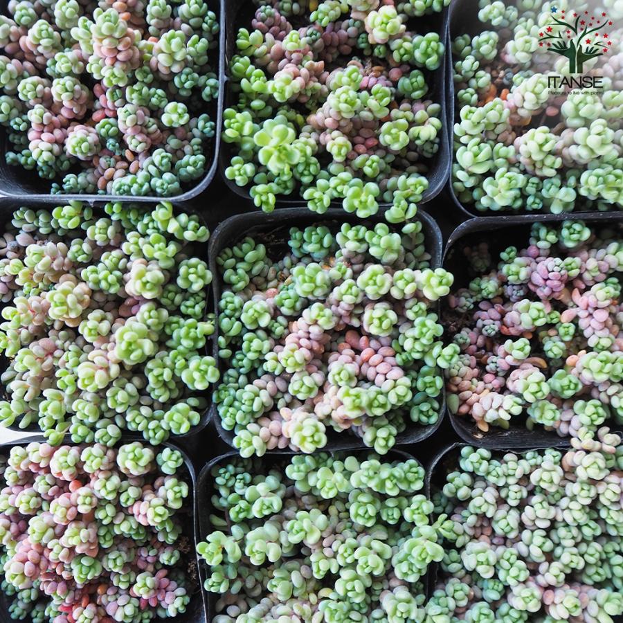 ITANSE セダム パープルヘイズ 多肉植物 2.5〜3号ポット/1個売り