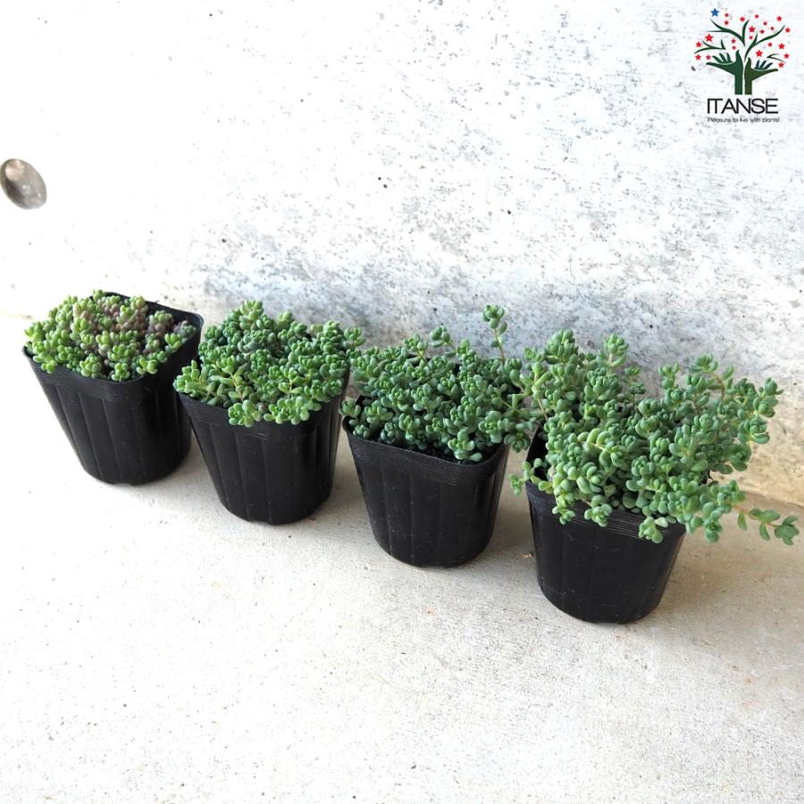 多肉植物❤️ プリンセスパール ❤️1頭19cm!拔き苗！セダム  おまけ 多肉図鑑】プリンセスパール（エケベリア属）