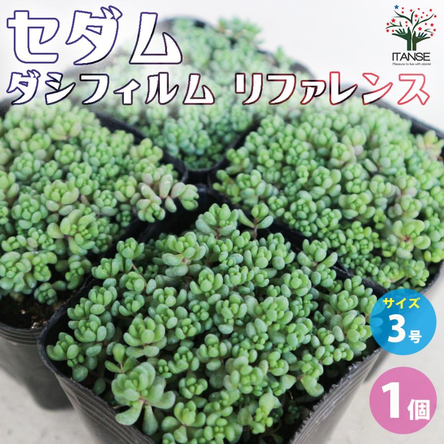 セダム ダシフィルムリファレンス 多肉植物 3号ポット 1個売り