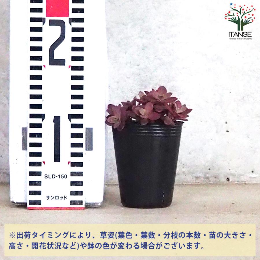 ITANSE セダム サンスパークラー・ファイヤークラッカー 多肉植物 2.5