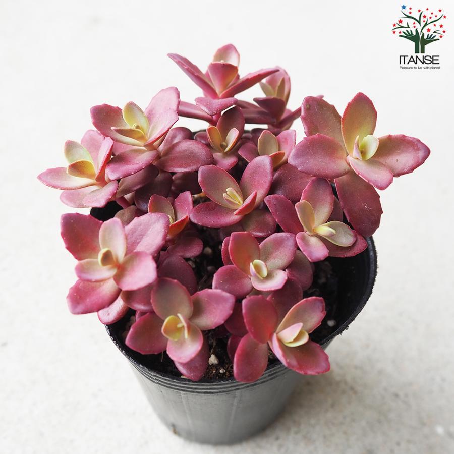 ITANSE セダム サンスパークラー・ファイヤークラッカー 多肉