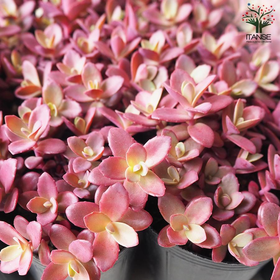 ❣️札付き 多肉植物　セダム　★サンスパークラー４苗セット★　抜き苗 ❣️札付き 多肉植物 セダム ☆サンスパークラー4苗セット